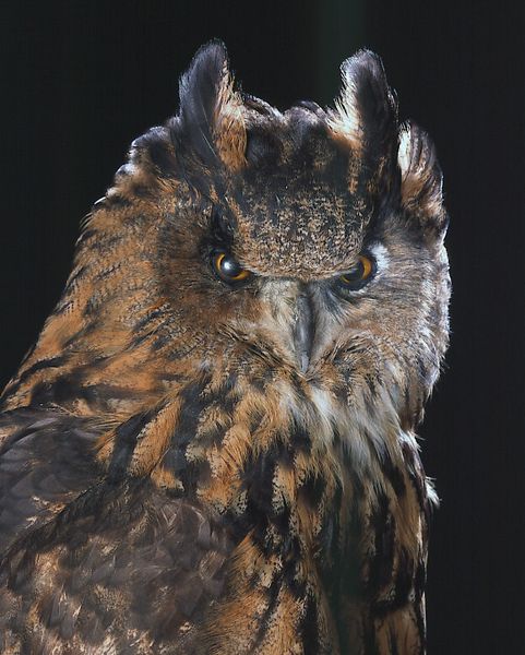 Eulen verfügen über ein außerordentlich empfindliches akustisches Peilgerät, mit dem sie Beutetiere auch bei völliger Dunkelheit orten können. (Bild: Bild  K. Luginsland, Technoseum Mannheim)