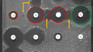 Kirby-Bauer disk diffusion test of gut bacteria: Paper sheets soaked with antibiotics are placed on a petri dish. The antibiotic concentration decreases with increasing distance. The closer bacteria grow to the test sheets, the more resistant they are (red circles). If the gradients of two different antibiotics meet, their effectiveness can increase (yellow arrows). (Source: UZH)