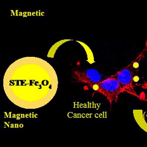 Researchers showed that coating the nanoparticles with stevioside not only improved the cellular uptake of the nano-magnets in glioma C6 cancer cells but also enhanced its retention time. Researchers showed that coating the nanoparticles with stevioside not only improved the cellular uptake of the nano-magnets in glioma C6 cancer cells but also enhanced its retention time.