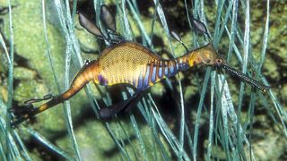 Seedrachen (Phyllopetryx taeniolatus) leben im Westen und Süden Australiens. Sie gehören zur Seepferdchen-Familie, wobei sie evolutionsgeschichtlich ältere Verwandte darstellen als die Seepferdchen selbst. (Frank Schneidewind)