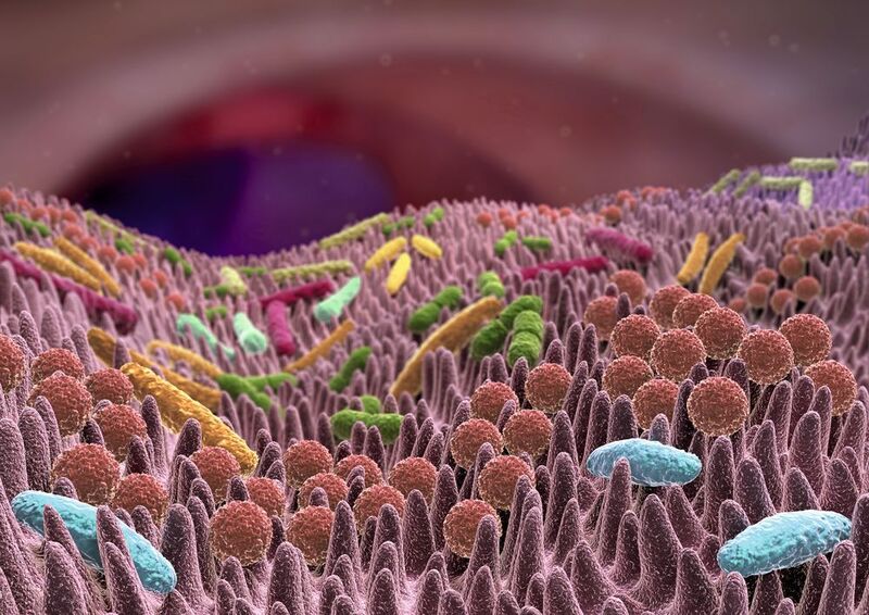 Abb. 1: Illustration von Darmepithelzellen mit wechselwirkenden Mikroorganismen des Mikrobioms. (©Alex - stock.adobe.com)
