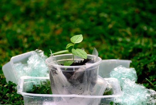 Lassen sich Raupen im Kampf gegen den ausufernden Plastikmüll einsetzen? Dieser Frage sind Forschende des Fraunhofer-Instituts für Betriebsfestigkeit und Systemzuverlässigkeit LBF detailliert nachgegangen. (Symbolbild) Lassen sich Raupen im Kampf gegen den ausufernden Plastikmüll einsetzen? Dieser Frage sind Forschende des Fraunhofer-Instituts für Betriebsfestigkeit und Systemzuverlässigkeit LBF detailliert nachgegangen. (Symbolbild)