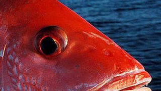 Nach dem Verzehr von Red Snapper-Filets wurden den Behörden Ende vergangenen Jahres 14 Fälle von Fischvergiftung mit Ciguatoxinen gemeldet. (Bild: redsnapper.com)