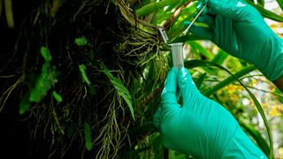 Abstrich eines Blattes zur Gewinnung von Wirbeltier-eDNA im Botanischen Garten Greifswald. (Bild: HIOH / Andreas Sachse)