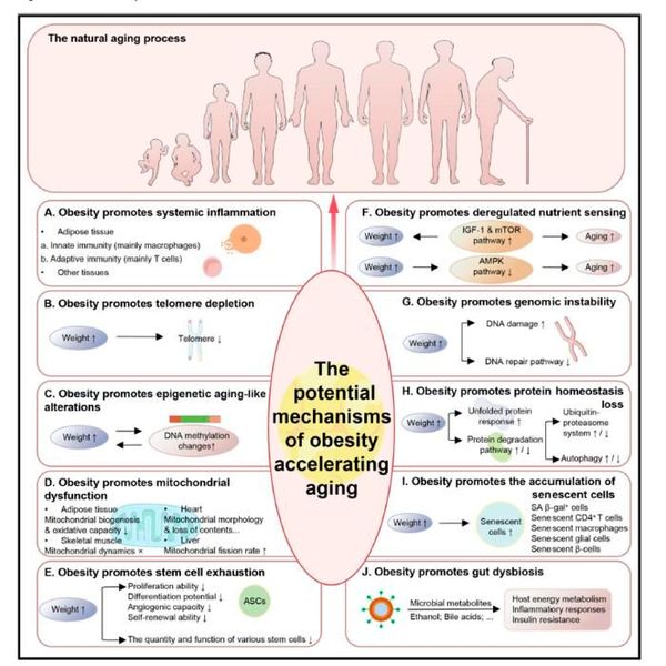 Underlying specific mechanisms linking obesity to accelerated aging. (Source: Genes & Diseases)