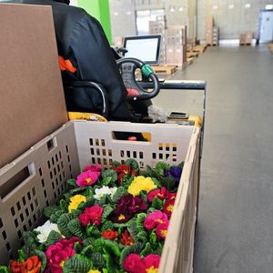 In SAP EWM ist auch die Sonderabwicklung der Pflanzen- und Blumenkommissionierung vollständig integriert.