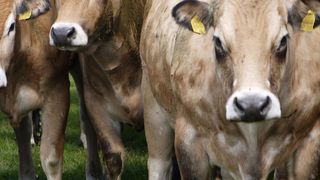 Kuh auf einer deutschen Weide – der globale Methan-Ausstoss jedes Rindes könnte bis 2050 um 
bis zu 4,5 % ansteigen.  ((c)  Peter Manning, Senckenberg)