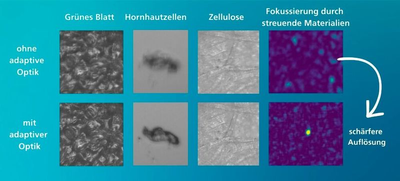 Die Mikrospiegeltechnologie des Fraunhofer IPMS ermöglicht schärfere Mikroskopbilder von biologischem Gewebe. Die Mikrospiegel lassen sich so einstellen, dass sie Licht mit hohem Kontrast durch streuende Materialien fokussieren. Dadurch können Strukturen in tieferen Gewebeschichten mit höherer Auflösung analysiert werden. (Bild: Sascha Thor,BTU)