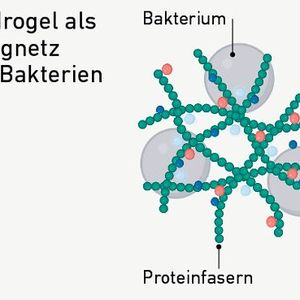 Teil 1: Forscher der ETH Zürich haben die natürlichen „Fangnetze“ des Immunsystems nachgeahmt, so genannte NETs (Neutrophil Extracellular Traps), um Bakterien einzufangen und abzutöten. Ihr neu entwickeltes Hydrogel zur verbesserten Wundheilung besteht aus drei Hauptkomponenten:Proteinfasern aus Lysozym, einem antibakteriellen Enzym aus Hühnereiweiß (grünes Netzwerk) Magnesiumionen  (rote Kreise) Indocyanin-Grün, ein in der Medizin eingesetzter Fluoreszenzfarbstoff (dunkelblaue Kreise)(Bild:  Fig. 1 (verändert) /Xuan Q et al. / CC BY 4.0)