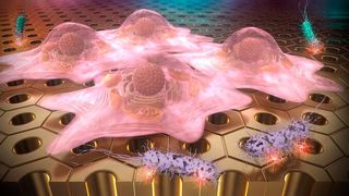 The team have shown that their nanostructured surfaces resist the growth of bacteria, but enable the culturing of cells. (Source: Tokyo Metropolitan University)