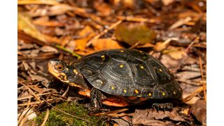 The spotted turtles are endangered species. (Source: Hamilton - stock.adobe.com)
