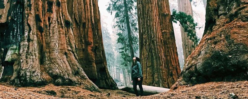 Größer geht nicht: Mammutbäume transportieren das Wasser von ihren Wurzeln über 130 Meter hoch bis in ihre Blätter. Ihre maximal mögliche Saugkraft wird von den Kapillarkräften in den Bodenporen begrenzt. (Symbolbild)(Bild:  frei lizenziert, Hannah Vorenkamp / Unsplash)