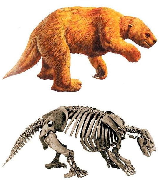 Ground sloths, which could reach the size of small elephants, originated in South America and spread into North America via the Panamanian land bridge.(Source:  Natural History Museum of Los Angeles County)