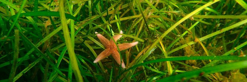Ließen sich Seegras-Klone auf Zeitskalen von wenigen Jahren datieren, wäre besser abzuschätzen, wie gut diese Pflanze einer sich verändernden Meeresumwelt standhalten kann. Foto: (Bild:  Tadhg O Corcora, GEOMAR)
