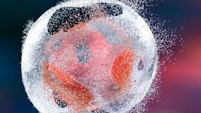 For enzymatic shearing from fixed cells or tissue – both these detergent-based buffers are ideal for effective fragmentation of nuclear material.  (Source: © Kateryna_Kon - stock.adobe.com)