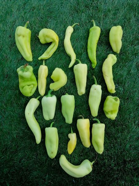The most complete genetic map of peppers cultivated in Spain has been created by Valencia’s Polytechnic University (UPV). (Ruvid)