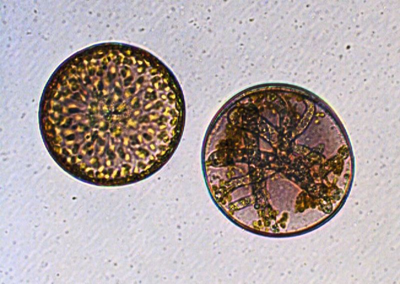Gesunde (links) und infizierte Kieselalge Coscinodiscus granii: Der parasitische Eipilz Lagenisma coscinodisci hat in der rechten Zelle alle Nährstoffe ausgesaugt und das Algenmetabolom moduliert, um seine eigene Fortpflanzungsform, das Sporangium, zu bilden. (Marine Vallet, MPI chem. Ökol.)