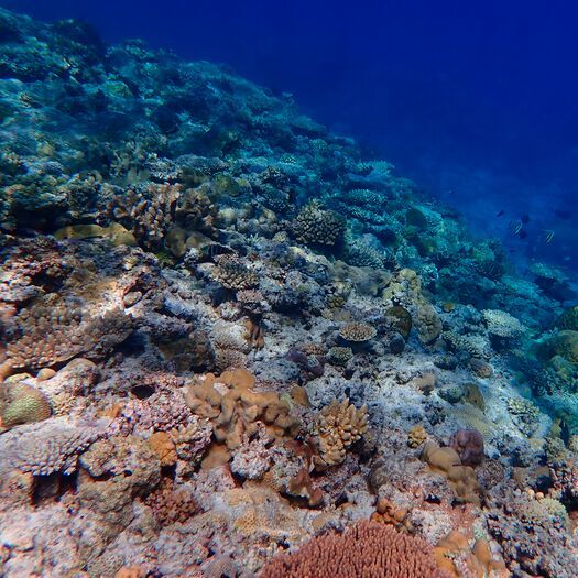 Coral reefs at a study site off Taiping Island, South China Sea.