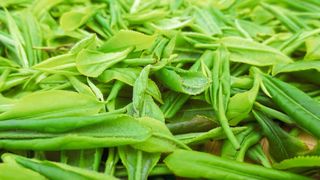 Frisch gepflückter Tee. Das chinesisch-deutsche Forscherteam analysierte mehr als 200 verschiedene Sorten und identifizierte ihre Genvarianten. (Bild: Weiwei Wen / Huazhong Agricultural University)