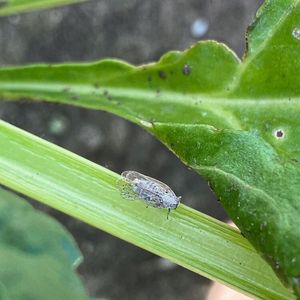 Die Schilfglasflügelzikade überträgt die bakteriellen Erreger der SBR-Krankheit auf Zuckerrüben und Kartoffeln.(Bild:  E. Therhaag/JKI)