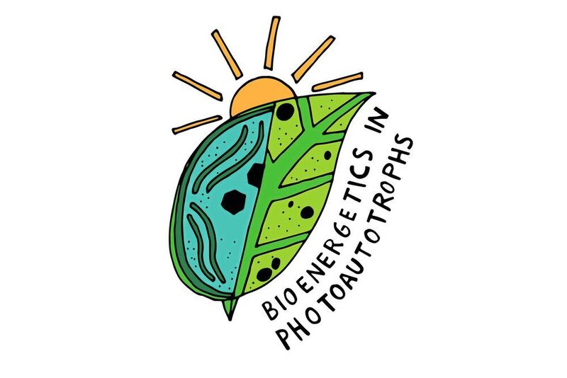 Logo der Nachwuchsforschungsgruppe „Bioenergetik in Photoautotrophen“ an der CAU, die  Grundlagenforschung für eine künftige klimaneutrale Wasserstoffwirtschaft betreibt  (Jolanda Zürcher)