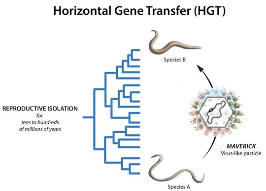Ein Maverick Virus-ähnliches Partikel als Vektor des horizontalen Gentransfers (HGT). (Bild:  ©IMBA-IMP Graphics)