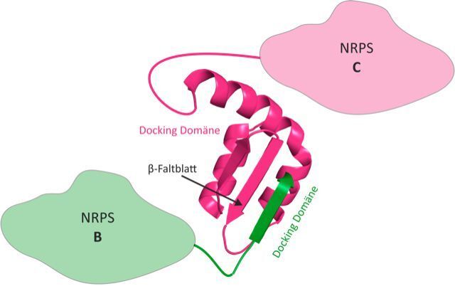 3D structure of an NRPS docking domain pair. The docking domains of NRPS B (green) connects to the fitting docking domain of NRPS C (magenta) via a β-leaflet. (J.-W.-Goethe Universität Frankfurt am Main)