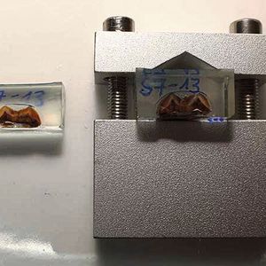 In Epoxy-Harz eingebetteter Homo erectus Zahn nach dem Schneiden.(Bild:  Alessia Nava/ Luca Bondioli)