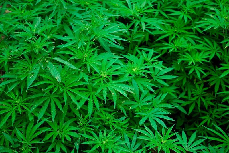 Das Bundesinstitut für Arzneimittel und Medizinprodukte (BfArM) hat die Einfuhr von Cannabis aus Kolumbien und Uruguay gestattet. (gemeinfrei)