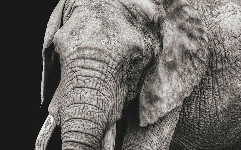 Die weißen Elefanten (bis zu 6.000 kg) Weiße Elefanten stehen symbolhaft für riesige Projekte ohne tieferen ökonomischen Sinn, beispielsweise für Bauprojekte im Zuge von Großveranstaltungen wie Sportevents. In vielen Ländern stehen Stadien, die kaum genutzt werden und verfallen. Weiße Elefanten sind aber auch ein Begriff für Mitarbeiter in Unternehmen, die keine wirkliche Funktion haben – auch in der Politik und in staatsnahen Unternehmen trifft man immer wieder auf diese Tierart. Im unternehmerischen Kontext empfehlen sich zwei Strategien, um mit weißen Elefanten zielführend umzugehen. Wie im Sport hilft auch in der Business-Welt konsequentes Training, um unerwünschte Kilos zu verlieren: So können aus weißen Elefanten, wenn sie in einem neuen Betätigungsfeld richtig eingesetzt werden, fleißige Arbeitsbienen werden. Und so schwierig es vielleicht gerade bei einer „bedrohten“ Tierart sein mag, sie loszuwerden, zahlt sich die Extra Mile in der Regel aus. (Bild: gemeinfrei © christels)