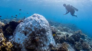 Eine ausgebleichte riffbildende Koralle der Gattung Porites. Korallen dieser Art sind wichtige Erbauer der meisten Riffe im ganzen Indopazifischen Raum. (Bild: A. Roik)