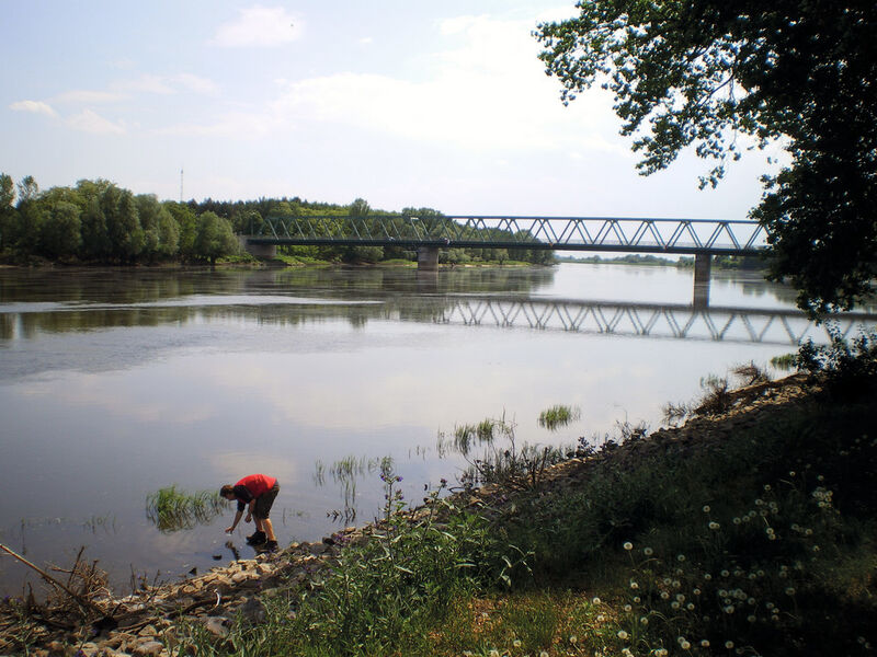 Jonas Zimmermann nimmt eine Wasserprobe aus der Oder nahe Schwedt, Krajnik Dolny, um die auf den Steinen im Fluß aufwachsenden Kieselalgen zu identifizieren. (Foto: N. Enke)