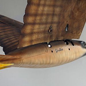 (Clear Flight Solutions)