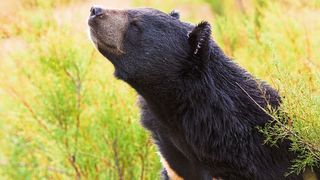 An Schwarzbären untersuchten Forscher aus Wien Parallelen bei lebensstilbedingten Erkrankungen zwischen Bär und Mensch (Symblbild). (Bild: snaptitude - stock.adobe.com)