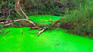 Grünalgen auf der Oberfläche eines Teichs. Dank neuer Fettmoleküle in ihrer Zellmembran konnten sich die Vorgänger dieser Zellen vor über 600 Millionen Jahren massiv ausbreiten.  (gemeinfrei)