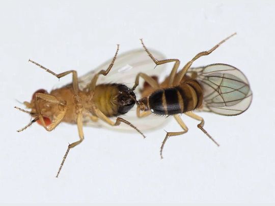 Paarungsversuch zwischen zwei Drosophila-Männchen. Paarungsversuch zwischen zwei Drosophila-Männchen.