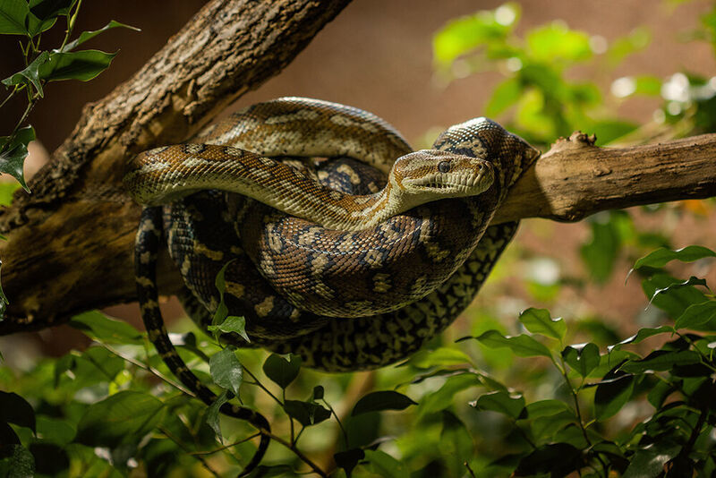 Wie heißt eine Schlange, die circa 3,14 Meter lang ist? 
πthon (smerlot - stock.adobe.com)