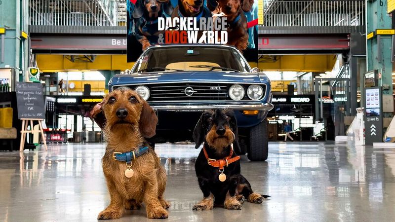 Ein Rennen ohne Autos, aber vor automobilem Hintergrund: Am 3. November geht in der Motorworld München das 2. Dackel-Race über die Bühne.(Bild:  Kay MacKenneth)