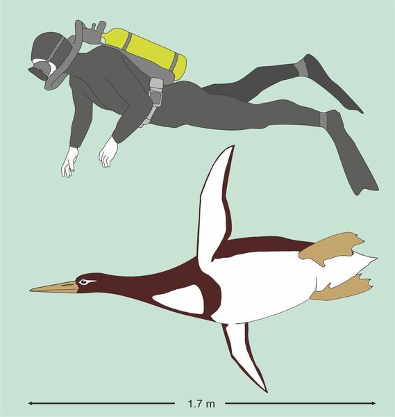 Künstlerische Rekonstruktion des Riesenpinguins Kumimanu biceae im Größenvergleich mit einem Taucher.  (© Senckenberg)