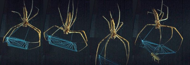 Beutefang der Kescherspinne in Zeitlupe(Bild:  Vincent Jackel and Dr. Jonas Wolff, Universität Greifswald)