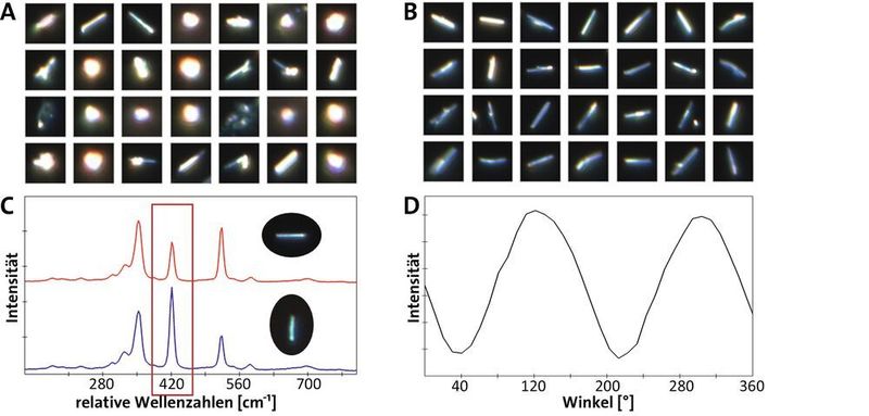 Abb.3: Particlescout unterscheidet längliche Wolframdisulfid Nanowires von globulären Partikeln; (A): Repräsentativer Ausschnitt der Liste aller 3135 detektierten Partikel; (B): Repräsentativer Ausschnitt der 218 Nanowires, die anhand ihres Seitenverhältnisses größer als 2,5 isoliert wurden; (C): Raman-Spektren für zwei Nanowires mit unterschiedlicher Orientierung. Die Intensität bei 421 1/cm hängt vom Winkel zwischen Nanowire und Laserpolarisation ab; (D): Peakintensität bei 421 1/cm versus Winkel zwischen Nanowire und Polarisation des Anregungslasers ( Die Probe wurde freundlicherweise von Reshef Tenne (Weizmann-Institut, Israel) und Tomáš Šikola (CEITEC, Institute of Physical Engineering, Brno University of Technology, Tschechische Republik) zur Verfügung gestellt.). (Witec)