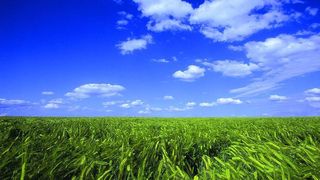 1  Vor allem in Getreide können die hochtoxischen Mykotoxine auftreten. (Archiv: Vogel Business Media)