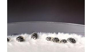 Wachstum des Pilzes Sclerotinia sclerotiorum auf einem Nährmedium: Sichtbar sind die verschiedenen Entwicklungsstadien des Erregers.  (Bild: Anna Schroll )