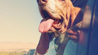 70382325 (Bild: © annette shaff - stock.adobe.com)