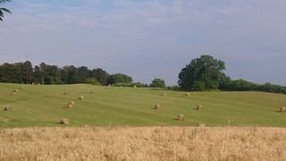 Stroh und Gras: Aus diesen beiden Komponenten sollen Zwischenprodukte für den erdölbasierten Raffinerieprozess entstehen. (Volker Heil, Fraunhofer Umsicht)