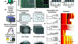 Übersicht über die entwickelten Software Tools zum Tracken und Quantifizieren einzelner Zellen (Hilsenbeck et al, Nat. Biotechn. 2016 [2])