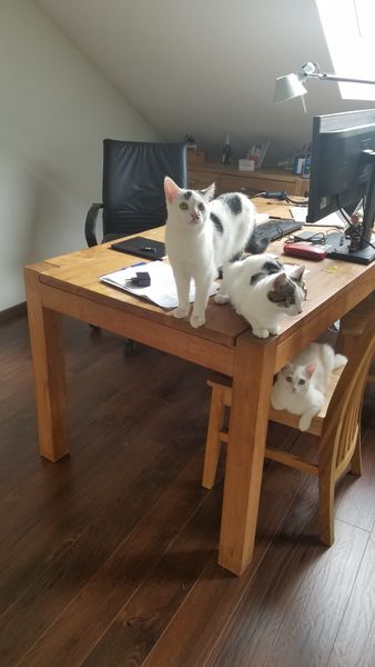 Ob die Katzen nicht wissen, das es bei Markus Nau (Prestigio) nur Tastaturen ohne Mäuse zu holen gibt? (Bild: Markus Nau)