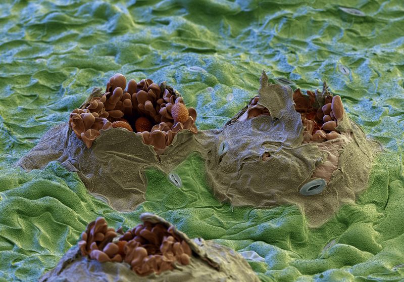 Sojabohnen sind für viele Menschen ein Grundnahrungsmittel und damit weltweit eine der wichtigsten Nutzpflanzen. Soja wird vor allem in den tropischen und subtropischen Gebieten Brasiliens, Argentiniens, Südostasiens und den USA angebaut. Das Klima ist hier sehr warm und feucht. Doch was für die Pflanzen zum Wachsen gut ist, gefällt auch Schadpilzen wie dem Sojarost. Landwirte, die Soja anpflanzen, fürchten ihn sehr – kann er doch bis zu 80 Prozent der Ernte vernichten. Vergrößerung 500:1 (bei 12cm Bildbreite). (Bild: BASF)