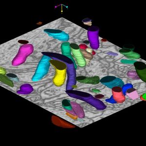 Automatische Segmentierung von Mitochondrien – den „Kraftwerken“ der Zelle – durch das Softwaremodell in einer Elektronenmikroskopie. Jedes Mitochondrium ist in einer eigenen Farbe dargestellt. (Bild:  Nature Methods: s41592-021-01249-6)