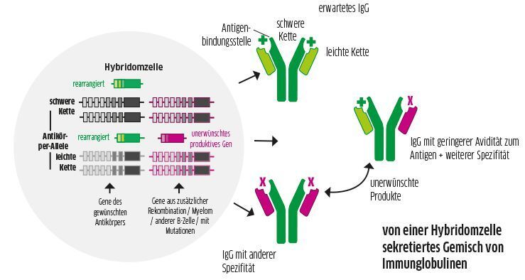 Abb. 2: Eine zusätzliche produktive mRNA in einem Hybridomklon führt zur Sekretion von drei verschiedenen Antikörper-Proteinen mit zwei verschiedenen Strukturen von Antigenbindungsstellen.  (Quelle: Dübel / TU Braunschweig; Grafik: LABORPRAXIS)